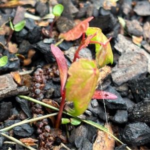 Meet your Posher, Faisal